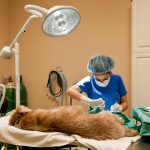 Veterinary-Surgery-150x150